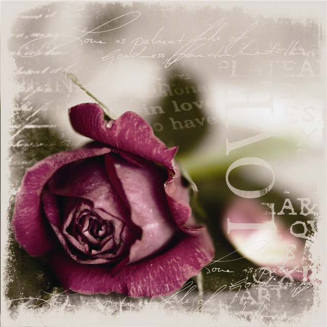 La Vie En rose 你是我心中那首的玫瑰香颂.jpg