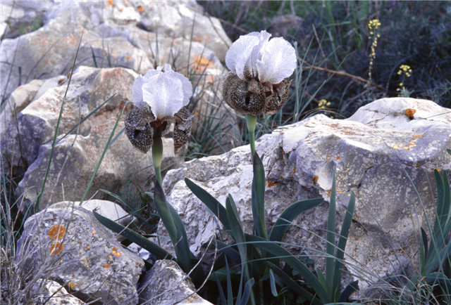 israelphotogallery_14371752063_FLOWERS _IRISES IN THE GALILEE_ITAMAR GRINBERG_IMOT.jpg