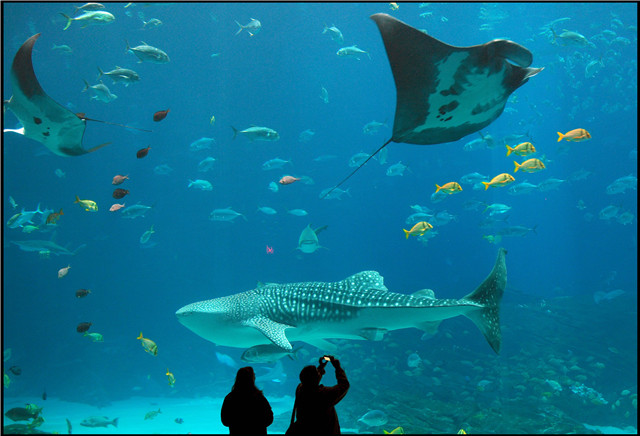 Georgia-Atlanta-Aquarium-Wall-2.jpg