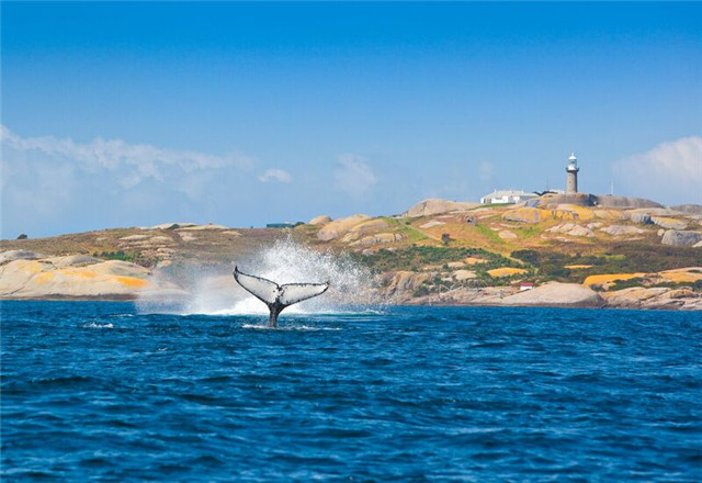 Whale Montague Island (JP)_MG_6988.jpg